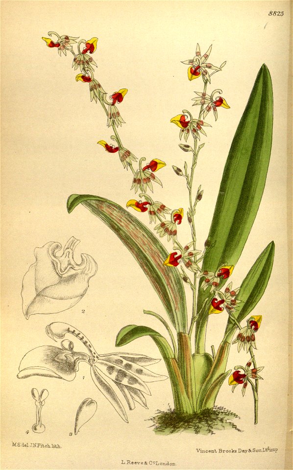 Sigmatostalix costaricensis 145-8825