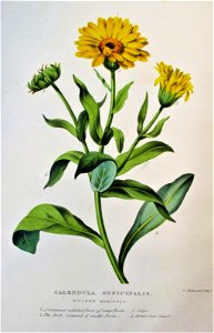 Sillett - Golden Marigold