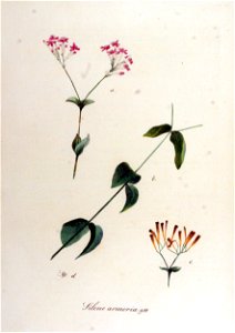 Silene armeria — Flora Batava — Volume v12