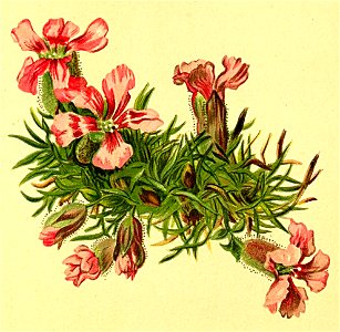 Silene pumilio Atlas Alpenflora