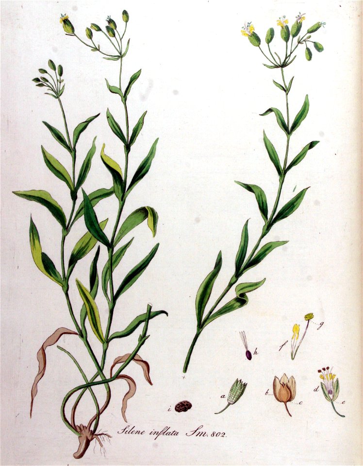 Silene inflata — Flora Batava — Volume v11
