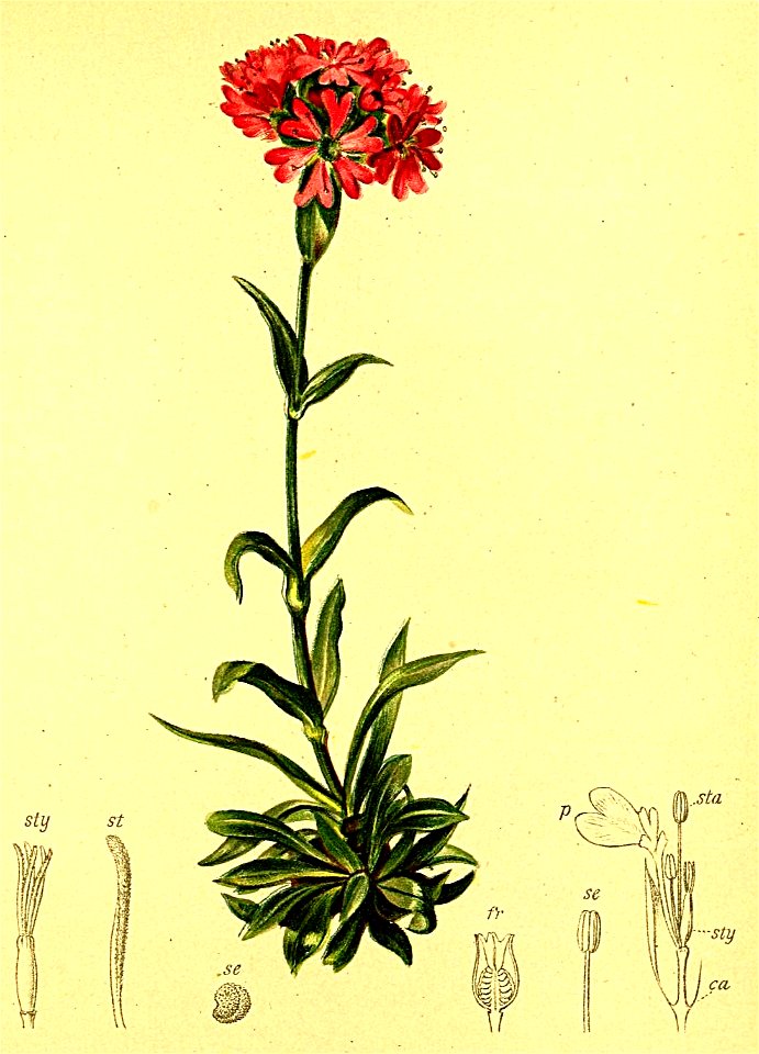 Silene suecica Atlas Alpenflora