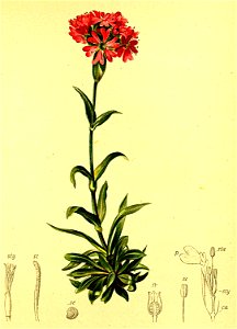 Silene suecica Atlas Alpenflora