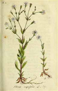 Silene rupestris - Deutschlands Flora in Abbildungen nach der natur - vol. 6 t. 29