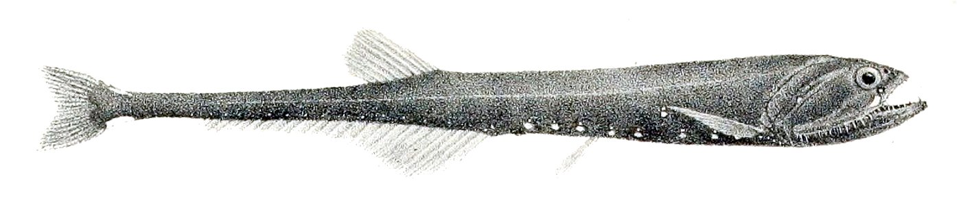 Sigmops gracilis