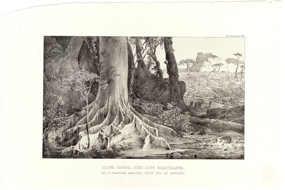 Silva Caesa, Cum Ficu Grandaeva, ad S. Joannen Marcum, Prov. Rio de Janeiro, da Coleção Brasiliana Iconográfica