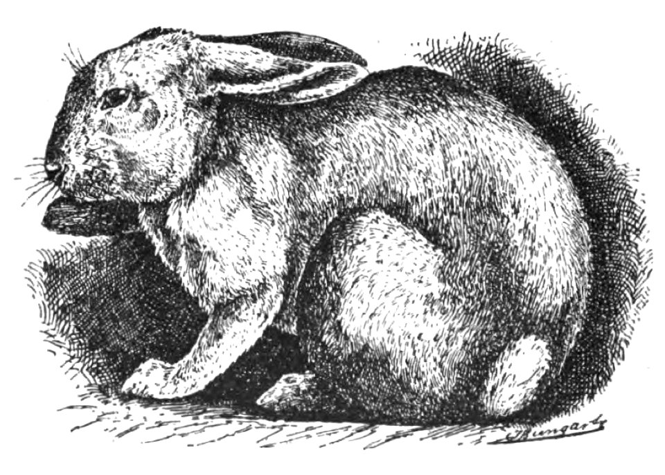 Silber-Kaninchen (Jean Bungartz, Kaninchenrassen, 1902, p054)