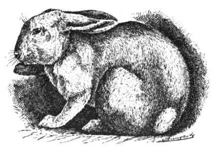 Silber-Kaninchen (Jean Bungartz, Kaninchenrassen, 1902, p054)