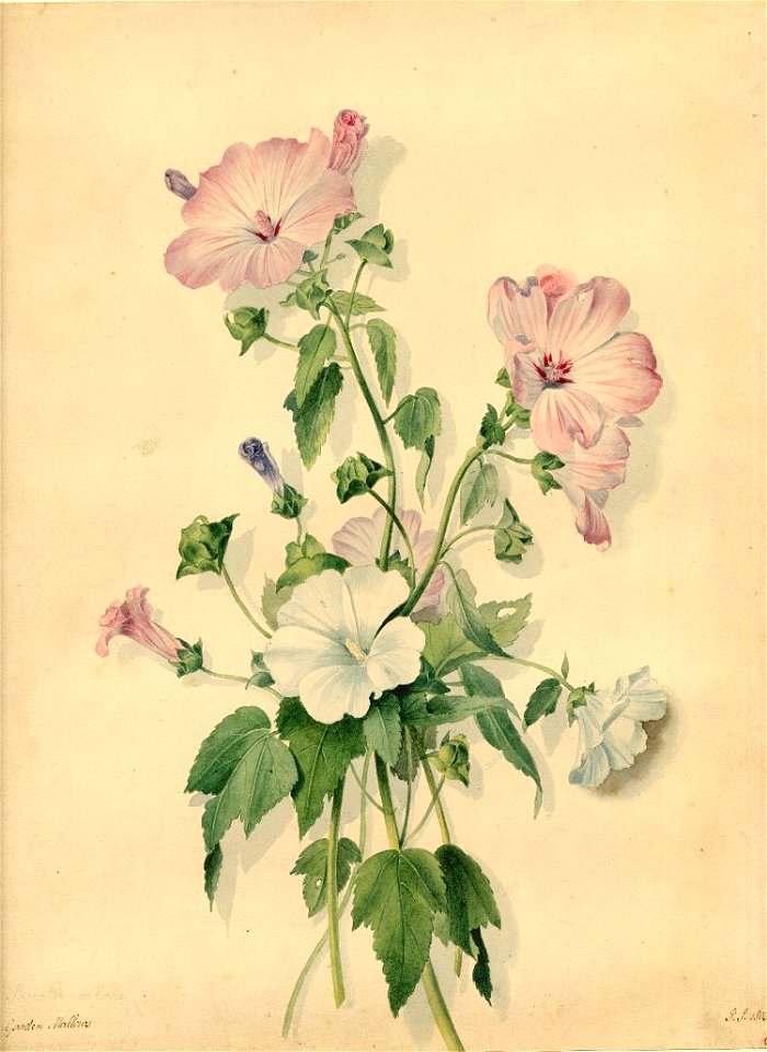 Sillett - Garden Mallows