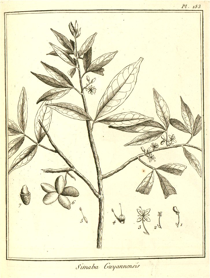 Simaba guianensis Aublet 1775 pl 153