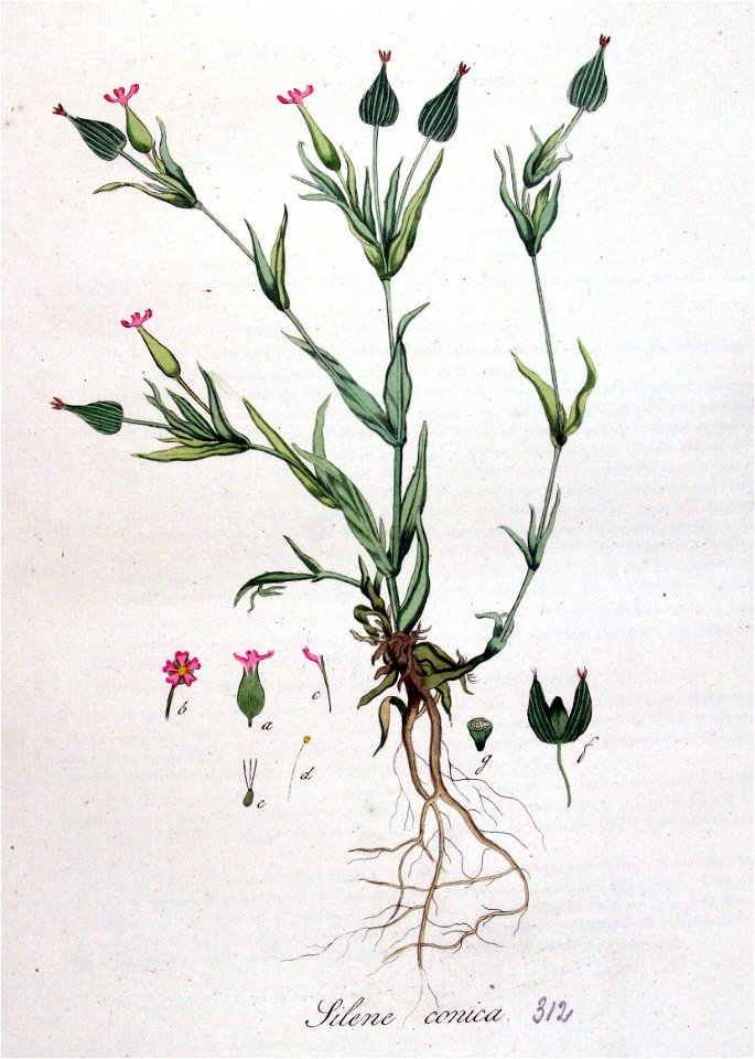 Silene conica — Flora Batava — Volume v4