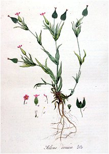 Silene conica — Flora Batava — Volume v4