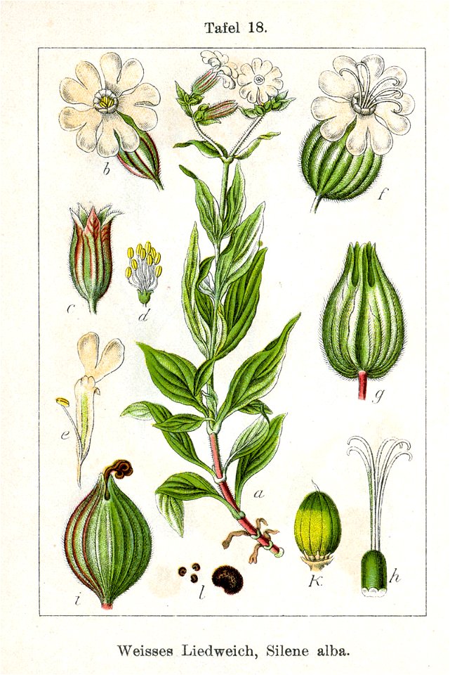 Silene latifolia Sturm18