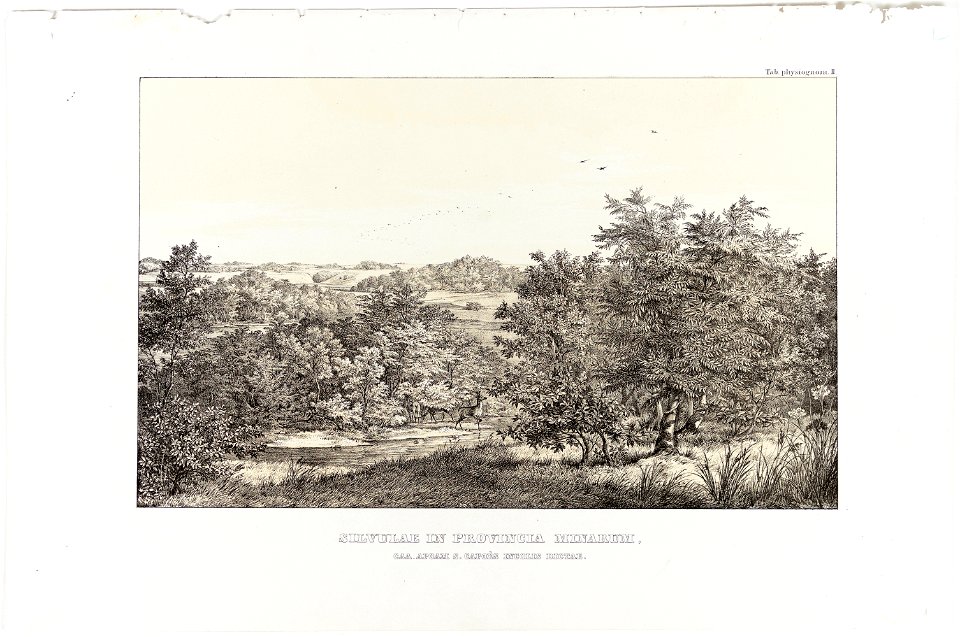 Silvulae in Provincia Minarum, caa-apoam s. capões incolis dictae, da Coleção Brasiliana Iconográfica