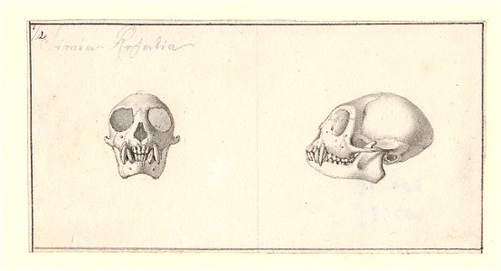 Simia rosalia - schedel - 1788-1863 - Print - Iconographia Zoologica - Special Collections University of Amsterdam - UBA01 IZA1000462