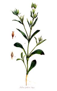 Silene gallica — Flora Batava — Volume v11