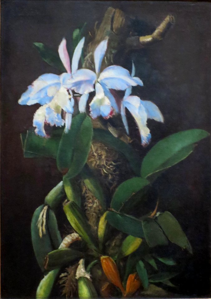 Estêvão Silva, 1890, Orquídeas