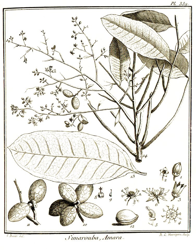 Simarouba amara Aublet 1775 pl 332
