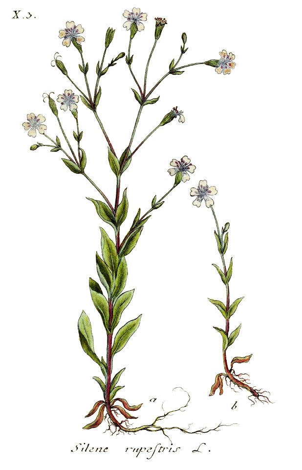 Silene rupestris - Deutschlands Flora in Abbildungen nach der natur - vol. 6 t. 29 - clean 01