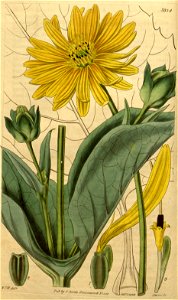 Silphium perfoliatum - 001x