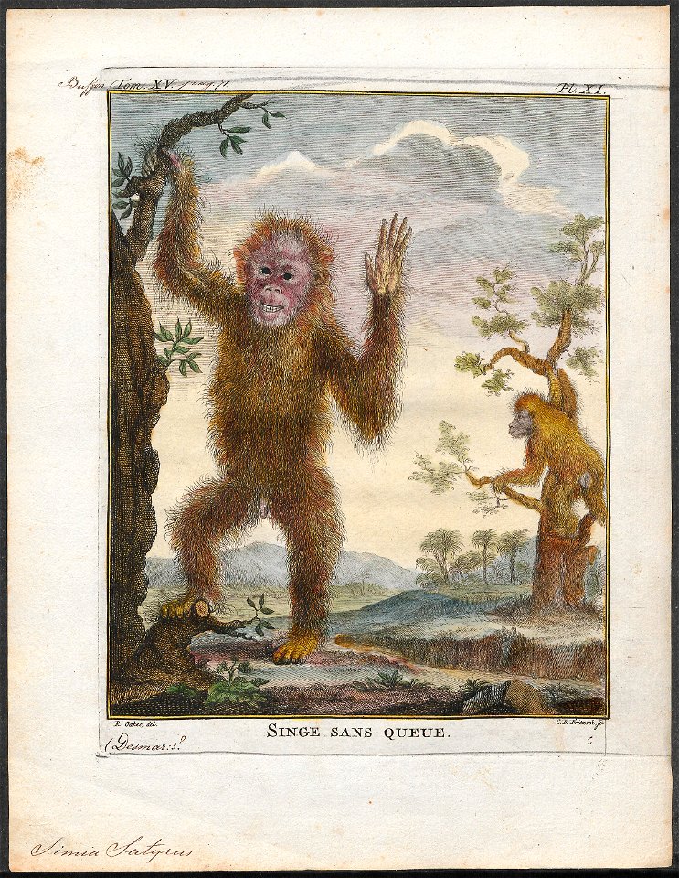 Simia satyrus - 1773-1807 - Print - Iconographia Zoologica - Special Collections University of Amsterdam - UBA01 IZ19800025
