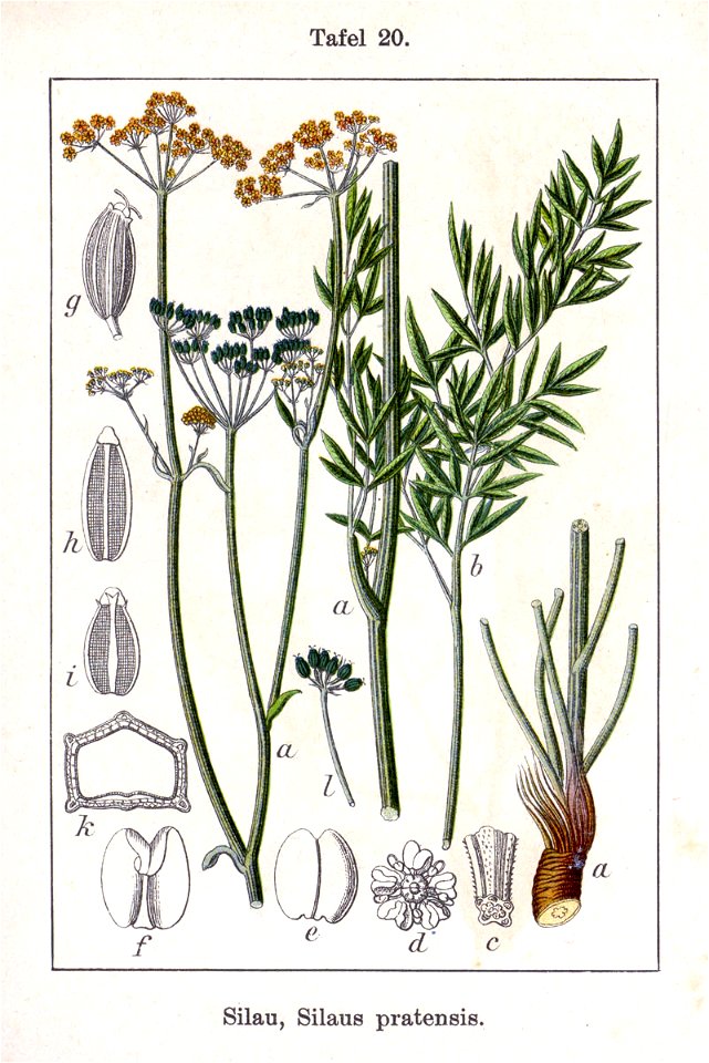 Silaus flavescens Sturm20