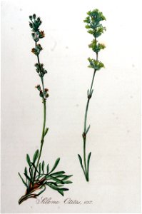 Silene otites — Flora Batava — Volume v8