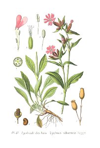 Silene dioica (Masclef et al. 1891, Tome 2, planche 47) clean