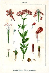 Silene armeria Sturm21