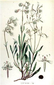 Silene nutans — Flora Batava — Volume v15. Free illustration for personal and commercial use.