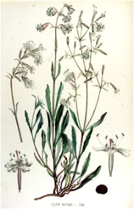 Silene nutans — Flora Batava — Volume v15