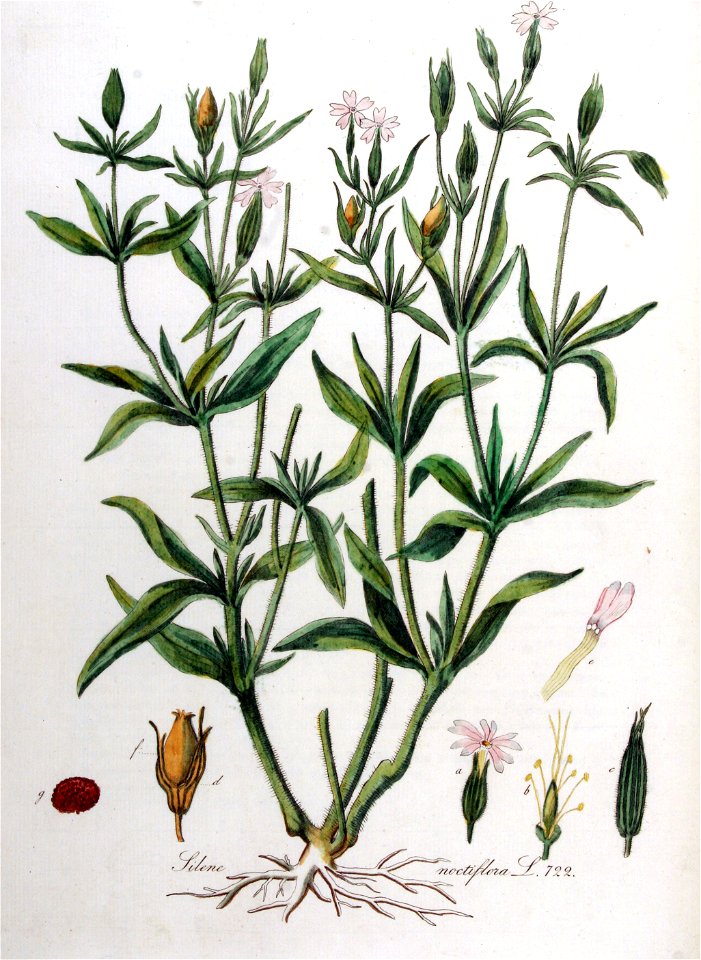 Silene noctiflora — Flora Batava — Volume v10
