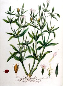 Silene noctiflora — Flora Batava — Volume v10