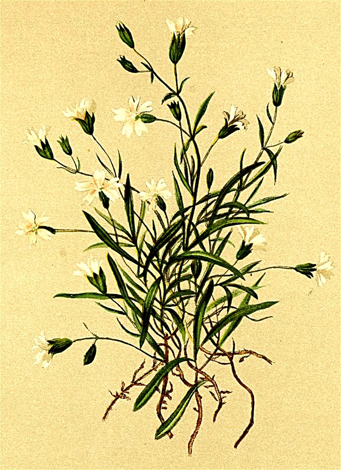 Silene alpestris Atlas Alpenflora