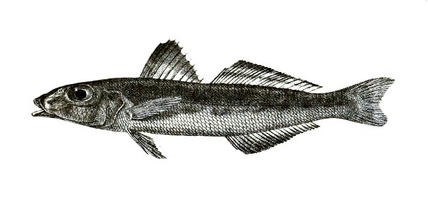 Sillago maculata Ford 58