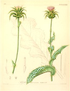 Silybum marianum -001