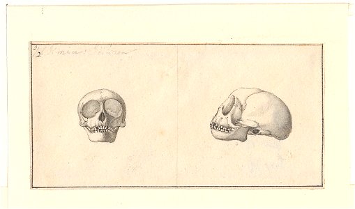 Simia sciuria - schedel - 1788-1863 - Print - Iconographia Zoologica - Special Collections University of Amsterdam - UBA01 IZA1000474