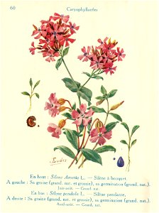 Silènes-J.Eudes-60
