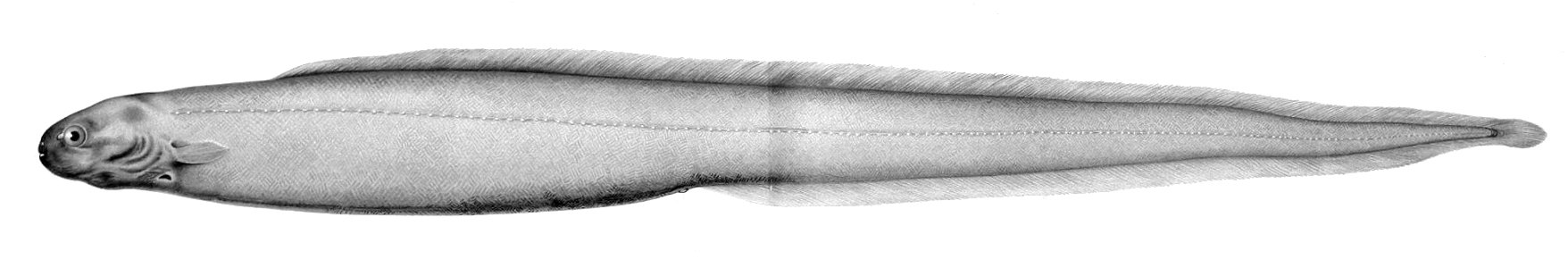Simenchelys parasitica1