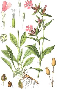 Silene dioica (Masclef et al. 1891, Tome 2, planche 47) clean, no-description