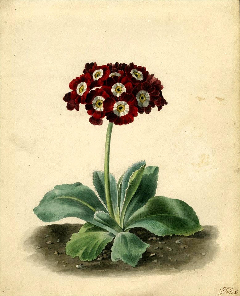 Sillett - Merry's Pompadour Auricula