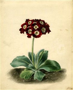 Sillett - Merry's Pompadour Auricula