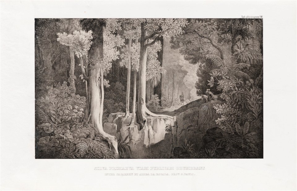 Silva primaeva viam publicam obumbrans inter Jacarehy et aldea da escada, prov. S. Pauli (1), da Coleção Brasiliana Iconográfica