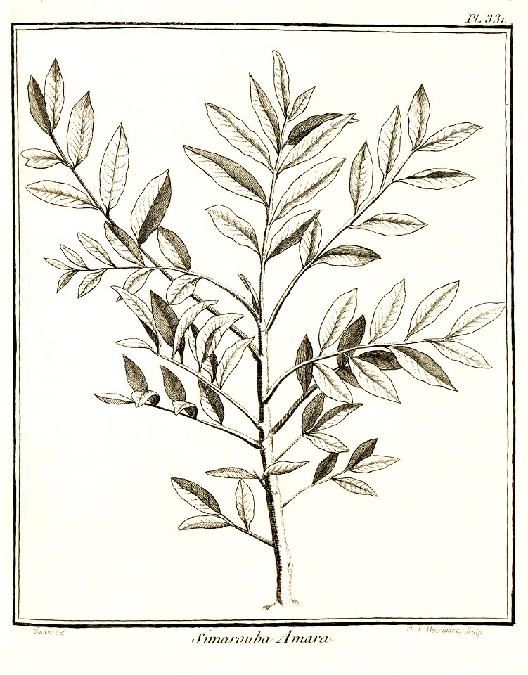 Simarouba amara Aublet 1775 pl 331