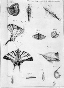 Simonneau Philippe -illustrations de Mémoires pour servir à l'histoire des insectes-A-11-284