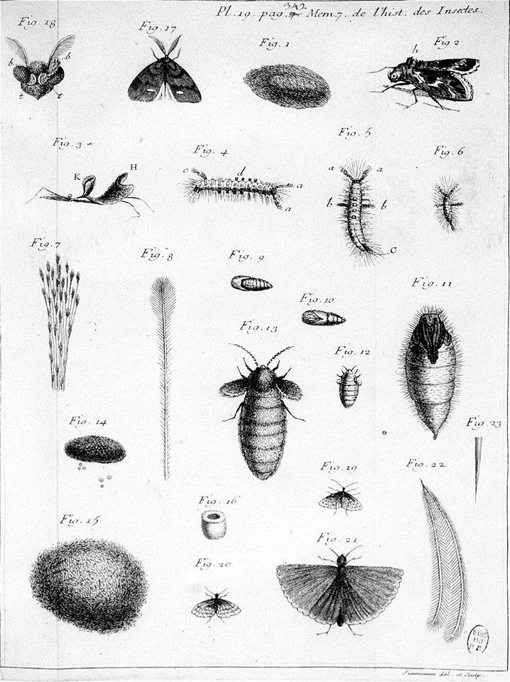 Simonneau Philippe -illustrations de Mémoires pour servir à l'histoire des insectes-A-19-342