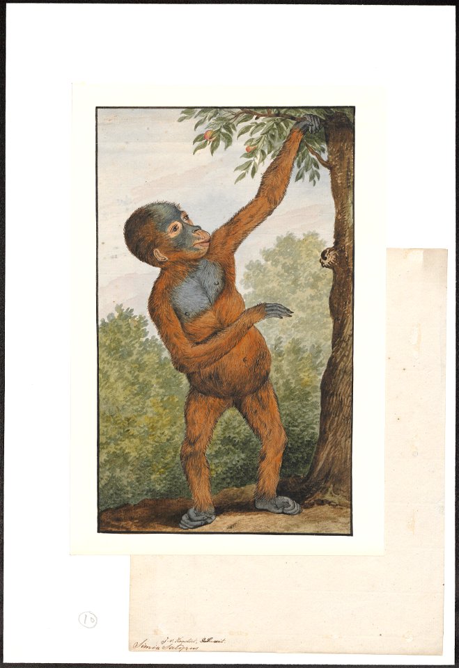 Simia satyrus - 1753-1834 - Print - Iconographia Zoologica - Special Collections University of Amsterdam - UBA01 IZA1000216
