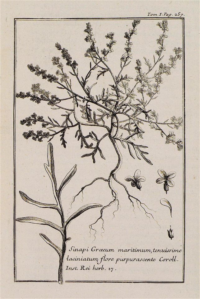 Sinapi Graecum maritimum, tenuissime laciniatum, flore purpurascente Coroll Inst rei herb 17 - Tournefort Joseph Pitton De - 1717