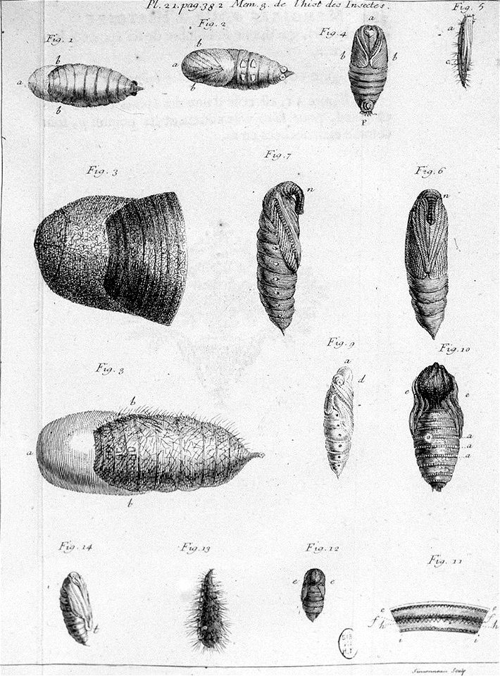 Simonneau Philippe -illustrations de Mémoires pour servir à l'histoire des insectes-A-21-382