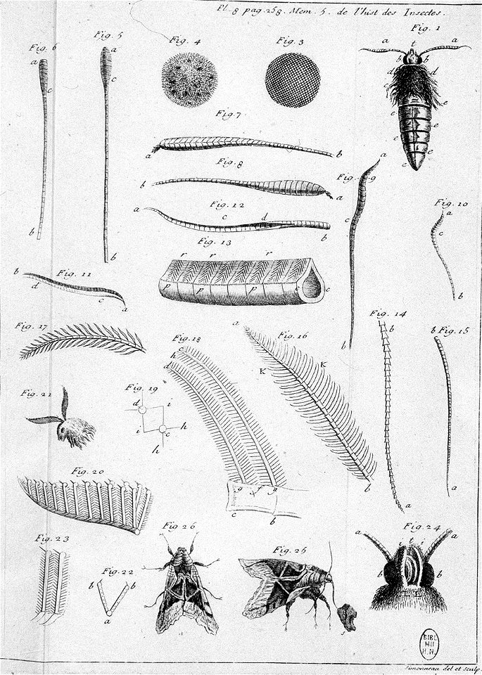 Simonneau Philippe -illustrations de Mémoires pour servir à l'histoire des insectes-A-8-258
